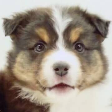 『子どもが怖がるから』と捨てられ、１歳で３回も家が変わった犬→10年後…涙が止まらない『現在の光景』が62万再生「泣いた」「素敵な笑顔」