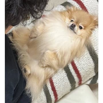 パパの帰宅が遅くて怒っていたポメラニアン　前足を“にぎにぎ”してあげると「3秒で機嫌を直す姿」にクスッ！