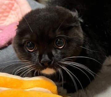 大きな音がしてびっくり!?　頭を“つるん”とさせながら見事な「やんのかポーズ」をする子猫に反響