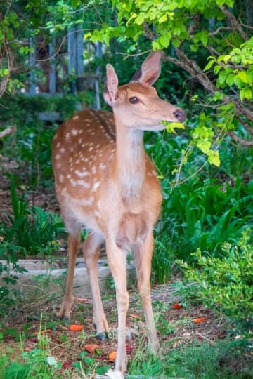 子ジカを撮影しようとした中国の女性、親ジカにボコボコにされる＝中国ネット「自業自得」