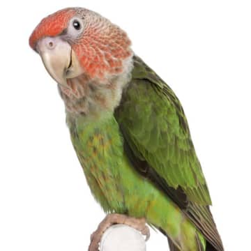 ペットのオウムを追い飼い主が木によじ登り、道路が閉鎖へ