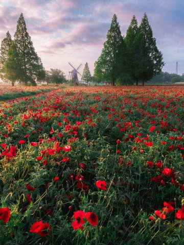 ヨーロッパ？いいえ、千葉です。　童話の世界みたいな〝お花畑の朝〟にうっとり「最高すぎます」