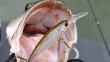 4月前半の亀山湖をオリキンさんがレポート！ハードプラグの出しどころも解説してくれたぞ！