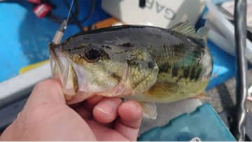 ダートパニックが榛名湖で炸裂！メーカースタッフが最強に釣れるというルアーの威力とは？