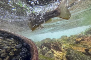 滝上のパラダイス！　美形イワナが連発【岐阜県】