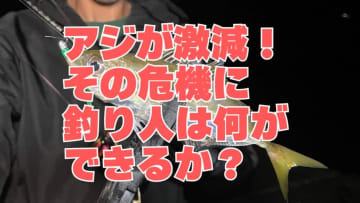 釣れない、買えない、増えない…アジが消える未来。その未来を変える方法。