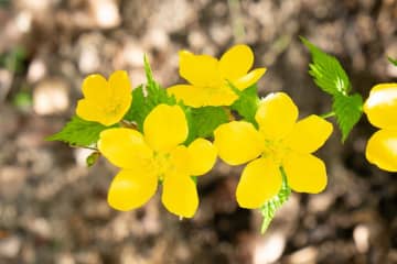 5月28日の花とは？【366日の誕生花と幸せの花言葉】