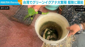 台湾でグリーンイグアナが急増 農作物の被害を食い止めようと駆除に躍起