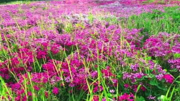 山あいの地を色鮮やかに染める芝桜　中国吉林省