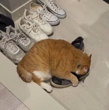 たまらにゃいイイにおい!?　猫が靴のにおいを嗅ぐ心理｜獣医師解説