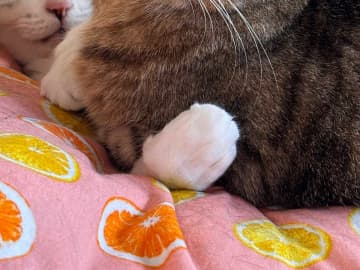 「人間の年に換算すると…」　５万人が『いいね』した凛々しいご長寿猫が、こちら