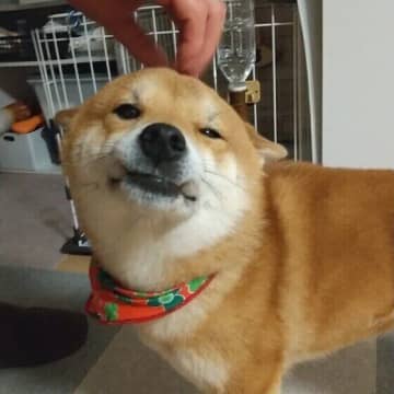 犬が笑っているような表情をするときの気持ちは？ 犬の表情を読み解くコツ
