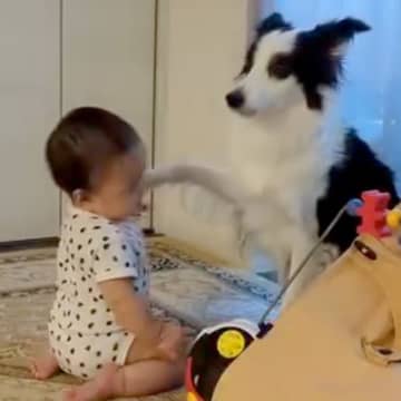 『多分、前世は人間』赤ちゃんの遊び相手になる犬→まるで『本当のお姉ちゃん』のような光景が10万再生「通じ合ってる感じ」「微笑ましい」