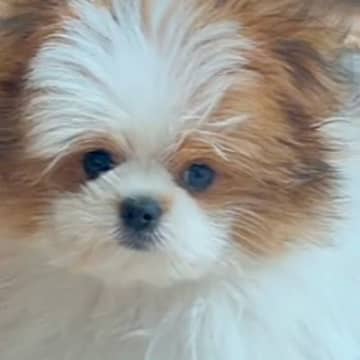 フワフワの小型犬をトリミングに連れて行った結果…もはや別犬？予想以上のビフォーアフターに「さっぱりして可愛くなった」の声