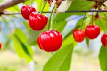 初夏の味覚を満喫！30分間さくらんぼ食べ放題の「さくらんぼ狩り」が5月31日開園★【アグリパーク竜王】