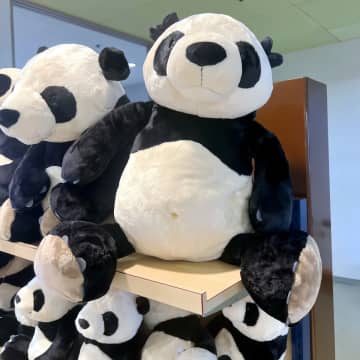 和歌山のパンダ、返還前最後の屋外200分待ち＝中国ネット「日本人は心から愛しているね」