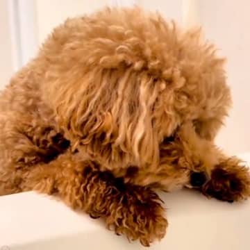 お風呂までついてきた犬に『一緒に入る？』と伝えると…思った以上に『シャワーを愛しすぎている光景』が12万再生「違う生き物かなｗ」と絶賛