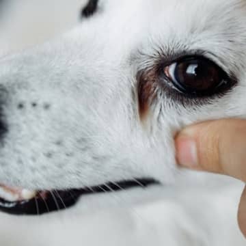 犬の涙やけが悪化する『飼い主のNG習慣』4選　日頃からできる簡単なお手入れ方法までご紹介