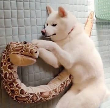 大蛇のぬいぐるみをプレゼントしたら大喜び！　「ぬいぐるみ愛」がすごい秋田犬の姿からわかること｜獣医師解説