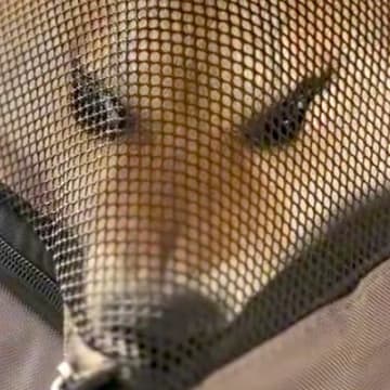 『歌舞伎役者…？』犬と一緒にフェリーに乗った結果→想定外のハプニングと『まさかの光景』が257万再生「強い意思を感じるｗ」と爆笑の声