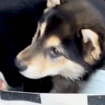 『真っ黒な毛の子犬を飼った』と思っていたら…驚きを隠せない『三毛猫のような姿になる光景』が12万再生「ミケ柴」「なんて珍しい色」と絶賛