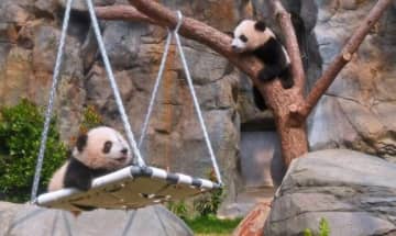 香港初、雌雄双子のジャイアントパンダ赤ちゃんが命名
