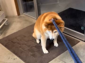 病院嫌いな柴犬、看護師が迎えに来た途端？　「ワロタ」「前世絶対人間だったろ」