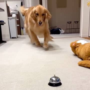 『パパ！見ててね！』大型犬がはりきってベルを押そうとした結果…思っていたのと違う『想定外の展開』が11万再生｢絶妙すぎ」「可愛いｗ」