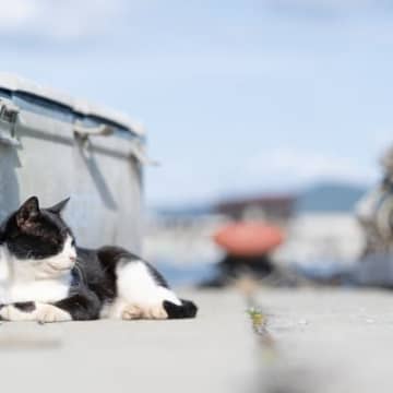 猫好きさんが旅行に行くなら…おすすめしたい『猫好きな国』4選