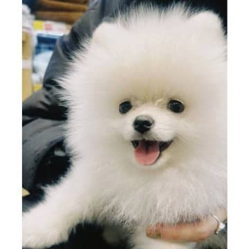 「このコしかいない」と運命を感じて迎えたポメラニアンの子犬　3カ月が経ち“弟気質”で純粋なコに成長中！