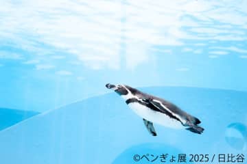 癒しとアートの融合「ペンぎょ展 2025」、東京・名古屋で開催！