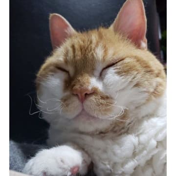 雨の日になるとヒゲが曲がる猫　いつも以上に“暴れ散らかす”様子に「可愛すぎる！」「ここまでのクセっ毛は初めて見る」