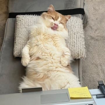 パソコン前で寝落ちした猫→まるで「リモートワーク中の人」みたい？　豪快な姿にキュン！