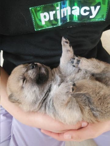 両手に収まるくらい小さかった生後3週間の柴の子犬→3年で大きく成長し、表情豊かで穏やかなコに！