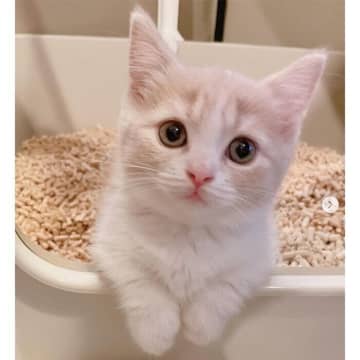 お迎え初日に、トイレの縁に前足をかけてくつろぐ猫→1年後にも「同じ光景」が!?　可愛い成長姿にほっこり