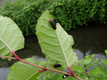 幻想的なホタルの乱舞を楽しむ！福生市のほたる公園ほかで「第60回福生ほたる祭」が6月1日に開催