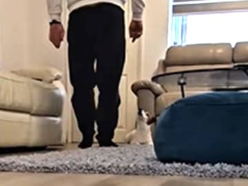 「回転で吹いた」「ミッション完了だ」　おやつを狙う犬の『動き』が？