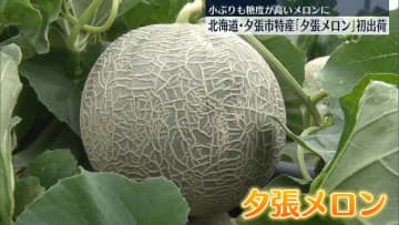 「夕張メロン」初出荷、小ぶりも糖度が高く仕上がる　北海道