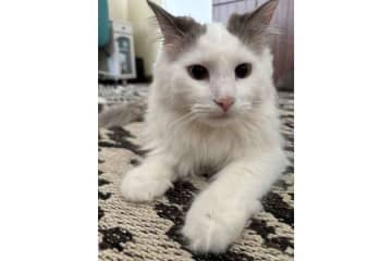 「旦那が袋に入れたねこと一緒に皿洗いをしていて笑った」　幸せあふれる日常風景に羨望の声　「うっとりしていますね」