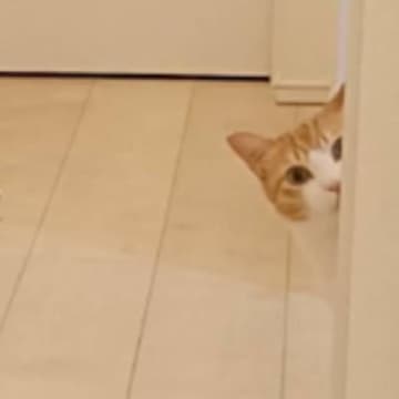 『フギャ』と聞こえて駆けつけたら、猫が…飼い主さんが思わず『何があった？ｗ』とツッコんだ姿が376万表示「酔って喧嘩した後みたいｗ」