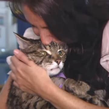 安楽死を待つ老猫を『盗んだ』女性…その後の意外な結末と猫の行く末とは