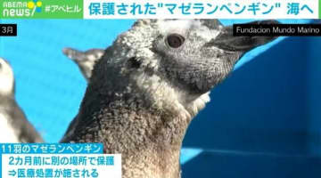 栄養失調から回復 保護された11羽のマゼランペンギンが無事海へ帰る アルゼンチン