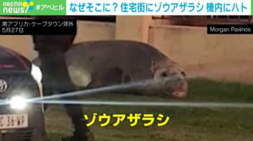 相次ぐ“珍客”騒動！？ 南アフリカにはゾウアザラシ 米航空機にはハト侵入