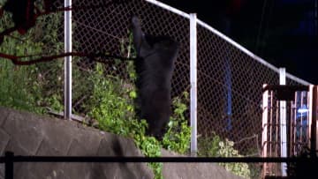 クマが7時間商業施設近くに…10m先には住宅　ハチミツなめて立ち去る　岩手・北上市