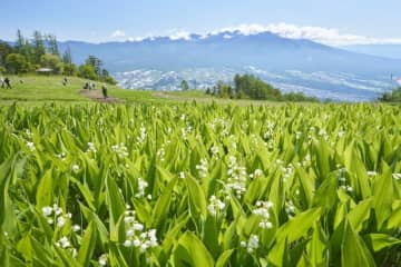 富士見パノラマリゾートにて「120万本のすずらん祭り」開催中！　“可憐なすずらんと八ヶ岳”のコラボレーションを楽しもう