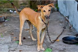 サンパウロ州で犬と猫の縛り付けが罰金刑に