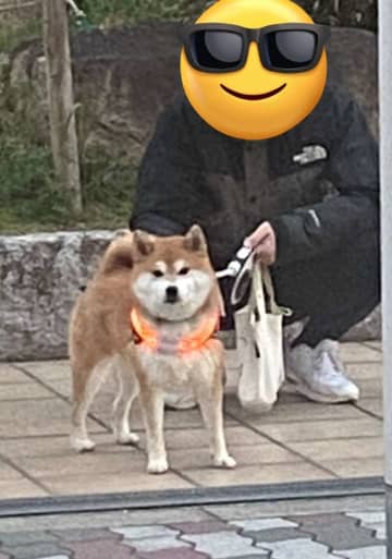 道の向こうに〝メチャかわ柴犬〟いると思ったら...　愛おしすぎる展開に3万人共感「クソわかる」