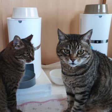 猫に「とうもろこし」をあげてもいい？気をつけるポイントを獣医師が解説