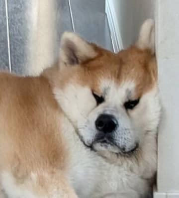 壁に挟まれムギュッと挟まりながら寝る秋田犬　その行動の心理とは？｜獣医師解説