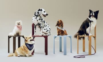 【HAY DOGS】デンマーク発・北欧デザインで楽しむ愛犬グッズが新登場！